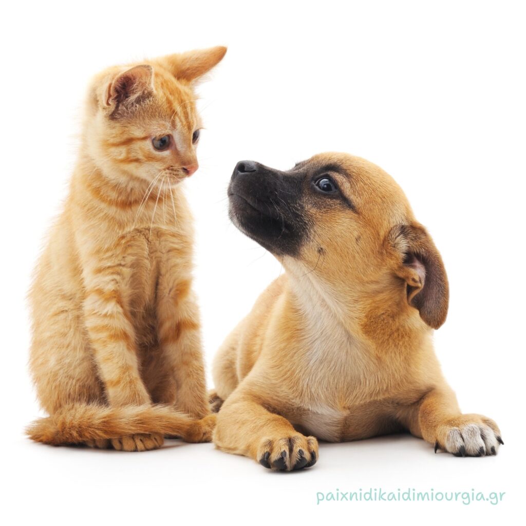 "Παγκόσμια Ημέρα Ζώων": Εβδομαδιαίο πρόγραμμα για παιδιά 3-5 ετών