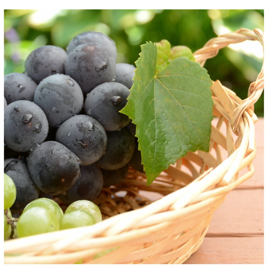 Εβδομαδιαίο πρόγραμμα με θέμα "το σταφύλι και ο τρύγος" για παιδιά 3-5 ετών